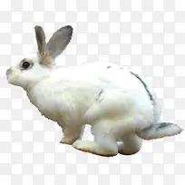可爱白色奔跑兔子-空若网 可爱白色奔跑兔子-空若网