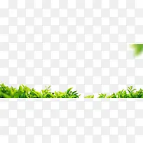 树枝-空若网 树枝-空若网