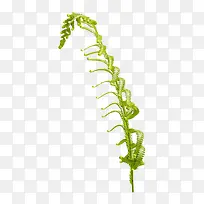 树枝-空若网 树枝-空若网