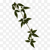 Ê÷Ö¦-¿ÕÈôÍø Ê÷Ö¦-¿ÕÈôÍø