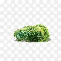 灌木-空若网 灌木-空若网