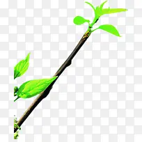 卡通树枝植物绿色叶子-空若网 卡通树枝植物绿色叶子-空若网