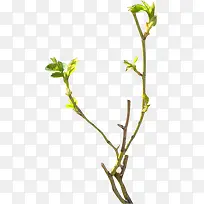 树枝元素-空若网 树枝元素-空若网