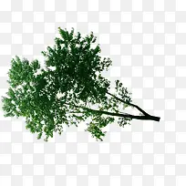 高清活动海报绿色树枝植物-空若网 高清活动海报绿色树枝植物-空若网