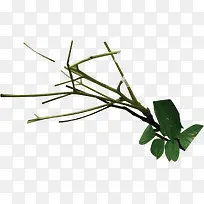 ��ɫ������֦����-������