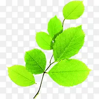 ÂÌÉ«Çåˬ´ºÌìÊ÷֦װÊÎ-¿ÕÈôÍø ÂÌÉ«Çåˬ´ºÌìÊ÷֦װÊÎ-¿ÕÈôÍø