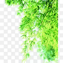绿色清爽夏日树枝-空若网 绿色清爽夏日树枝-空若网