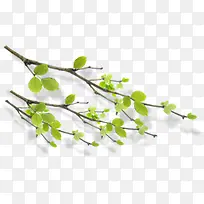 绿色树枝清新风景-空若网 绿色树枝清新风景-空若网