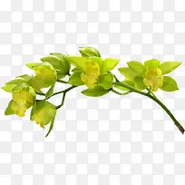 ��ɫ��ˬ������֦����-������