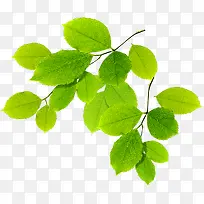 ��ɫ��֦�������-������