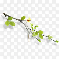 ÂÌÉ«Ê÷Ö¦°×É«ðÐðÄ-¿ÕÈôÍø ÂÌÉ«Ê÷Ö¦°×É«ðÐðÄ-¿ÕÈôÍø