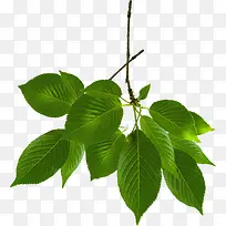 绿色清新树枝高清-空若网 绿色清新树枝高清-空若网