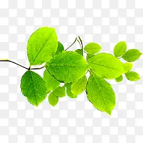 ������ɫ�羰��֦����-������