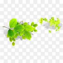 春天绿色梦幻树枝-空若网 春天绿色梦幻树枝-空若网