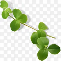 ��ɫ������֦���-������