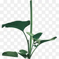 ��ɫֲ��������֦-������