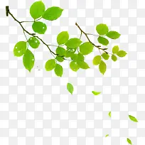 绿色时尚清新树枝-空若网 绿色时尚清新树枝-空若网
