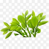 ��ɫ��ˬ������֦-������