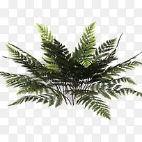 绿色清爽树枝装饰-空若网 绿色清爽树枝装饰-空若网