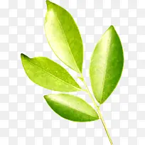 春天黄绿色树叶装饰树枝-空若网 春天黄绿色树叶装饰树枝-空若网