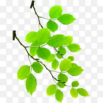 ������ɫ��Ҷ��֦-������