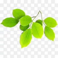 春季黄绿色植物树叶树枝-空若网 春季黄绿色植物树叶树枝-空若网