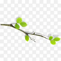 黄绿色树枝春季装饰-空若网 黄绿色树枝春季装饰-空若网