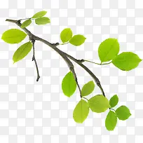 黄绿色树枝树叶装饰-空若网 黄绿色树枝树叶装饰-空若网