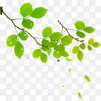 春季绿色植物树枝星光-空若网 春季绿色植物树枝星光-空若网