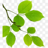 春季绿色文艺树叶树枝-空若网 春季绿色文艺树叶树枝-空若网