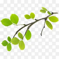 春季绿色树叶树枝-空若网 春季绿色树叶树枝-空若网
