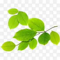 春季文艺绿色树叶树枝-空若网 春季文艺绿色树叶树枝-空若网