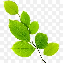 »ÆÂÌÉ«ÇåÐÂŮЬֲÎïÊ÷Ö¦-¿ÕÈôÍø »ÆÂÌÉ«ÇåÐÂŮЬֲÎïÊ÷Ö¦-¿ÕÈôÍø