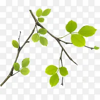 ��������ɫ��֦��Ҷ-������