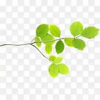 ���崺������ɫ��֦װ��-������