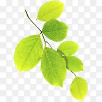 高清春季黄绿色树叶树枝-空若网 高清春季黄绿色树叶树枝-空若网