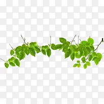 树叶树枝绿色美景-空若网 树叶树枝绿色美景-空若网