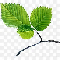 绿色植物树枝造型-空若网 绿色植物树枝造型-空若网