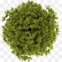 绿色圆形树枝造型植物-空若网 绿色圆形树枝造型植物-空若网