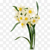 白色花蕊实物-空若网 白色花蕊实物-空若网