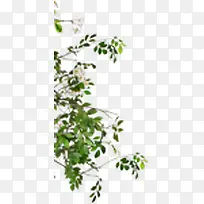 ÂÌÉ«±ß½Ç´´ÒâÊ÷Ö¦-¿ÕÈôÍø ÂÌÉ«±ß½Ç´´ÒâÊ÷Ö¦-¿ÕÈôÍø