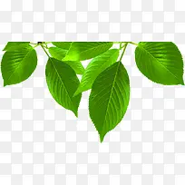 ��ɫ��ҵ��֦����-������