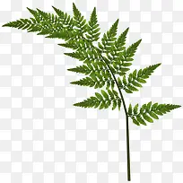 ������ɫ��Ҷ��֦-������