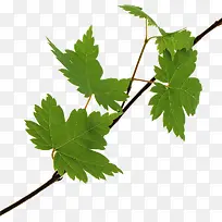 ������ɫ��Ҷ��֦װ��-������