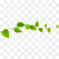 高清摄影绿色树叶树枝-空若网 高清摄影绿色树叶树枝-空若网