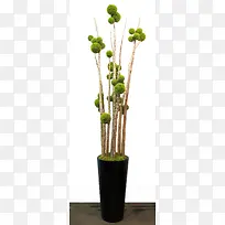 ÂÌɫС²ÝÖ²ÎïÊ÷Ö¦-¿ÕÈôÍø ÂÌɫС²ÝÖ²ÎïÊ÷Ö¦-¿ÕÈôÍø