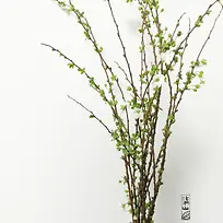 绿色树枝简约壁纸-空若网 绿色树枝简约壁纸-空若网