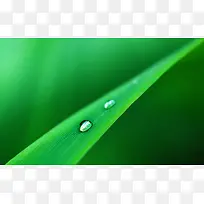 绿色叶片树枝海报背景-空若网 绿色叶片树枝海报背景-空若网