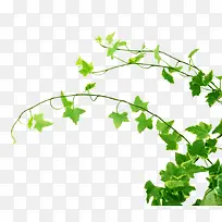 ������ɫ��Ҷ��֦����-������