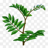 绿色叶子树枝植物-空若网 绿色叶子树枝植物-空若网